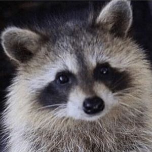 Meet your Posher, Owen